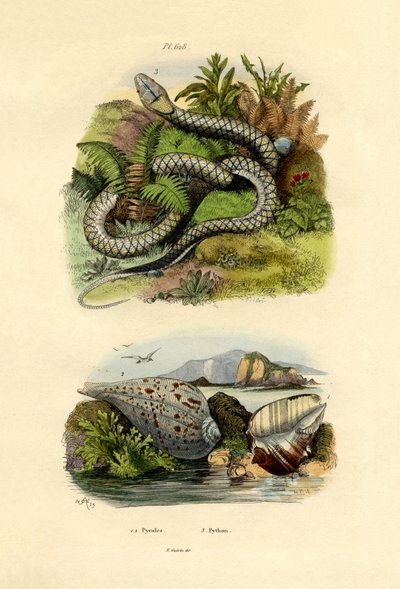 पिरूला शैल, 1833-39 द्वारा फ्रेंच स्कूल